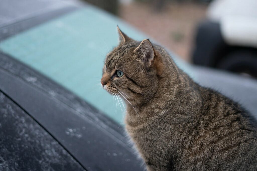A cat sitting on a frozen car hood