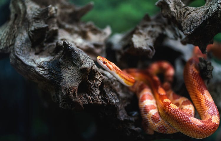 Corn snake climbs 